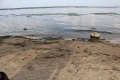 Почему в Чебоксарах «цветет» Волга: ОНФ обратил внимание властей на серьезную экологическую проблему