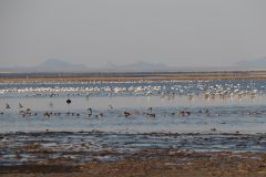 На озере Сиваш обитают колонии самых разных птиц. Крымский отпуск: Испытано на себе