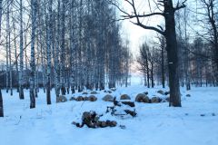 Фото Максима ИвановаВ роще рубят  зараженные дубы Ельниковская роща 