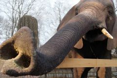 В зоопарке  индийский слон Зоопарк 2017 - Год экологии и особо охраняемых природных территорий 2017 - Год Ельниковской рощи 