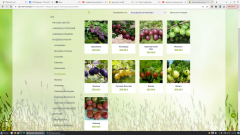  Семена вне Госреестра: Такими торгуют в интернет-магазинах Россельхознадзор 