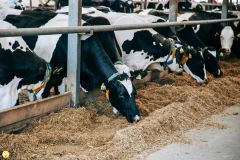 В хозяйствеВ сельхозорганизациях Чувашии увеличивается поголовье КРС и производство молока развитие АПК 