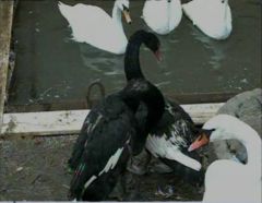 Liebiedi_chiernyie_01.jpgВ Чебоксарском заливе появятся черные лебеди