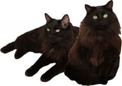 Братья-близнецы Левушка и Барсик.Каждой кошке нужен дом волонтеры УшиЛапыХвост 