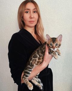 Бастет — котенок Прады. Сейчас живет во Владивостоке.   Фото из личного архива Н. АлександровойДомашний леопард  с деликатным характером УшиЛапыХвост 