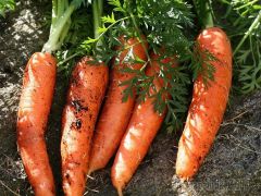 Как хранить оранжевый овощ морковь В копилку 