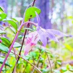 Орхидея Калипсо (Calypso bulbosa) Любуйся и изучай Природа Чувашии 