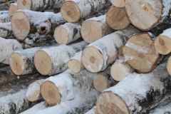 ЛесC 1 января открылась электронная запись на "Госуслугах" на получение лесных насаждений для собственных нужд Портал “Госуслуги” 