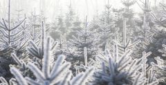  Оборот рынка хвойных новогодних деревьев в России достигнет 12 млрд рублей Россельхозбанк 
