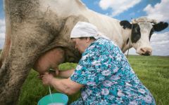 Баба Нюра с ЗорькойСокращение поголовья коров в ЛПХ Чувашии в 2020 году составило менее 1% Меры господдержки 