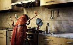 Недоеденный ужин — хорошая приманка для тараканов. Фото с сайта stopklopam.ruТаит ли опасность… кухня? Школа выживания 