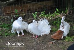В Ельниковской роще появились белоснежные голуби Ельниковская роща 