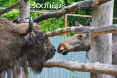 В Новочебоксарском зоопарке новый жилец - самка зубра