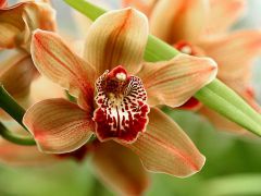орхидеяВолшебной орхидее для красоты  нужен стресс На подоконнике 