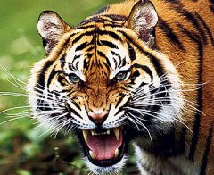 amurskii_tighr.jpgАмурским тиграм угрожает опасность. Причина - пожар лесные пожары амурский тигр 