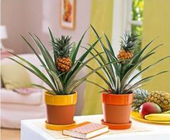 В домашних условиях ананас проще всего вырастить из хохолка.Чудесный  ананас в горшке