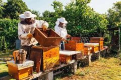ПчеловодствоВ Чувашии планируют перевести в самозанятые около 50% пчеловодов пчеловод 