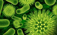 Хотя бактерии делают важный вклад в здоровье человека и планеты, у них есть и темная сторона. Некоторые бак- терии могут быть патогенными, то есть вызывать заболевания.Вкусно, но ой как опасно