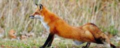 Лисицам не место в городахВласти Чувашии просят сообщать о фактах появления лисиц в городах республики животные 