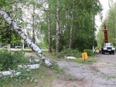 Шквалистым ветром в Новочебоксарске повалено одно дерево. Линия электропередач, пострадавшая при этом, восстановлена в короткие сроки. Фото nowch.cap.ruПострадала  только одна береза стихия 