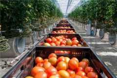 В теплицеВ теплицах Чувашии овощей собрали в 1,2 раза больше, чем в прошедшем году развитие АПК 