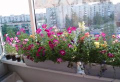 Мини-цветник на балконе цветник на балконе Страна советов 