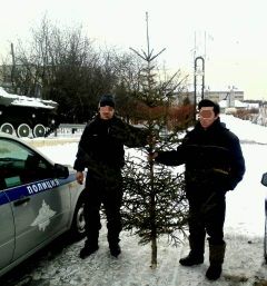 В Вурнарском районе инспектор ДПС задержал местных жителей, срубивших елку