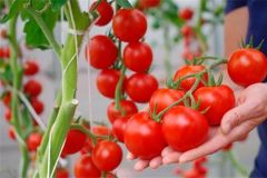 ТоматыУрожай тепличных овощей в Чувашии на 1,1 тыс. тонн превышает прошлогодний уровень урожай 