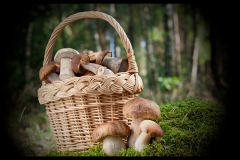 ghriby.jpg8 простых советов для грибников “Как не заблудиться в лесу” Школа выживания Совет поиск пропавших как выжить в лесу за грибами в лес грибник советы Грибная охота 
