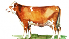 Симментальская порода коров: история, описание, продуктивность