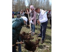 Химики вместе с жителями Донецка и Луганска посадили Каштановую аллею Каштановая аллея 
