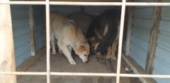 СобакиВ Новочебоксарске продолжается отлов безнадзорных животных бездомные собаки 