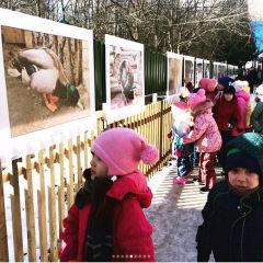 фото gov.cap.ruВ Ельниковской роще открылась фотовыставка под открытым небом 2017 - Год Ельниковской рощи фотовыставка Ельниковская роща 