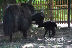 iakushonok.jpgВ Новочебоксарском зоопарке самка яка родила малыша
