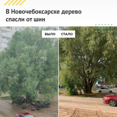 В Новочебоксарске дерево спасли от шинВ Новочебоксарске дерево спасли от шин Центр управления регионом 