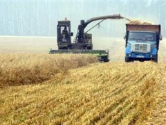 Минсельхоз РФ оценил убытки от засухи в 33 миллиарда рублей засуха урожай сельское хозяйство 