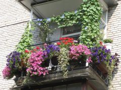 Позаботимся о красоте балконов  и цветочных клумбах заранее По календарю 