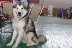 Всероссийская выставка собак прошла в Новочебоксарске выставка собак 