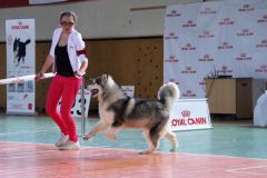 img_6617.jpgВ Новочебоксарске проходит региональный этап Всероссийской выставки собак