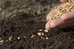 СеменаАграрии Чувашии готовят семена яровых культур к севу посевная кампания 
