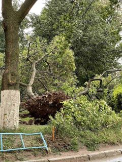 В Новочебоксарске из-за сильного ветра упали деревья В Чувашии из-за шквалистого ветра без электроэнергии остались 2763 дома