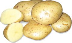 Урожайный картофель Садовод 