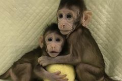 Фото: Qiang Sun and Mu-ming Poo, Chinese Academy of SciencesВ Китае клонировали обезьян