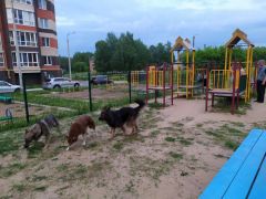 Бездомные собаки чувствуют себя как дома на детской площадке по ул. Восточной в Новочебоксарске. Фото Екатерины ШВАРГИНОЙОтловить-то можно, важнее воспитывать