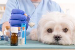 В ветеринарной клиникеИзменились правила выписки рецептов учреждениями ветеринарной помощи ветеринарная служба 