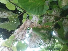 Поврежденные листьяОт чего сохнут липы в Чебоксарах и Новочебоксарске