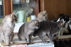 Фото kotello.ruЗадыхаемся от кошачьей вони коты и кошки 