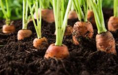 МорковьБудущий урожай — сегодня. Что делать в апреле садоводу, огороднику и цветоводу?