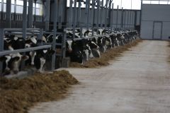 Новая фермаНовая молочная ферма появилась в Чувашии: в регионе при поддержке РСХБ реализован крупный инвестпроект Россельхозбанк 