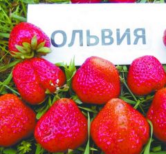 Клубника “Ольвия”. Новосибирский питомник предлагает зимостойкие растения для северных регионов России